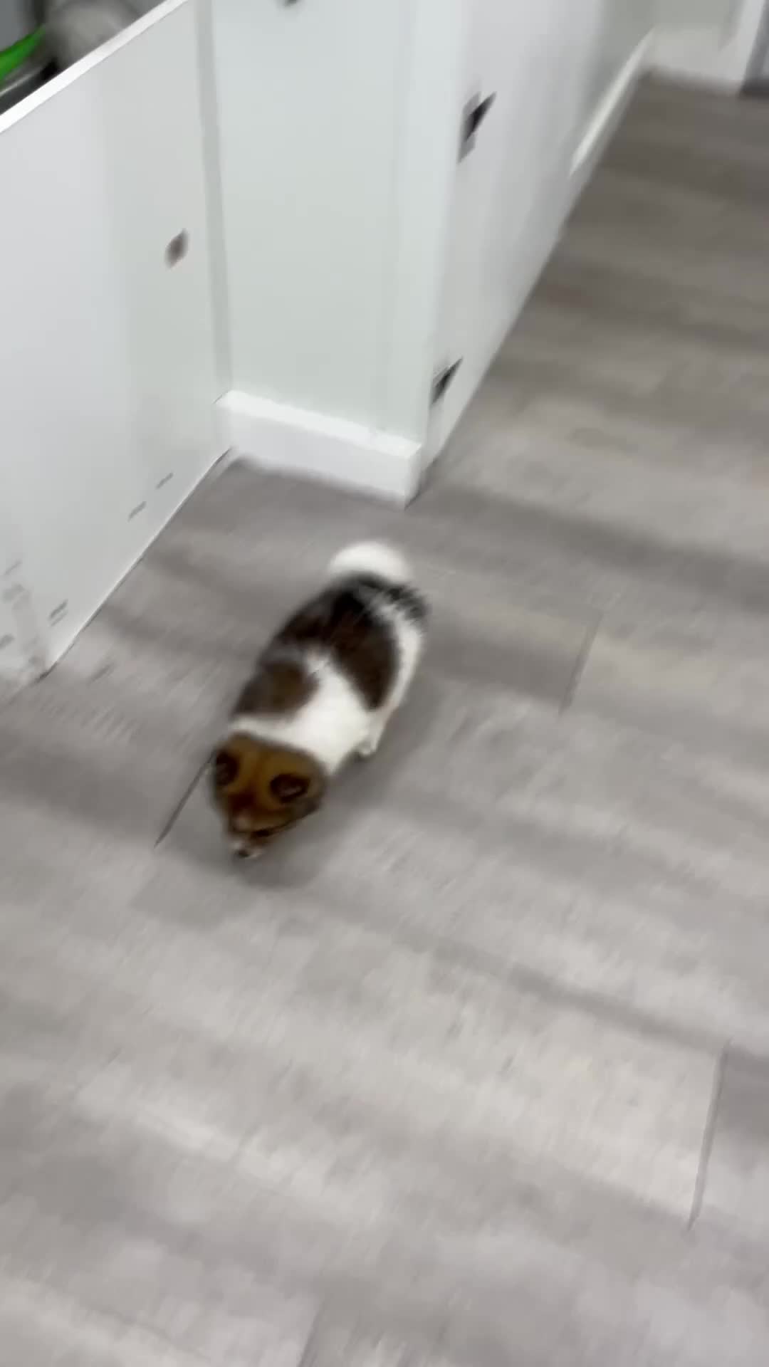 Pomeranian dogs for sale: Kaden - Video 1
