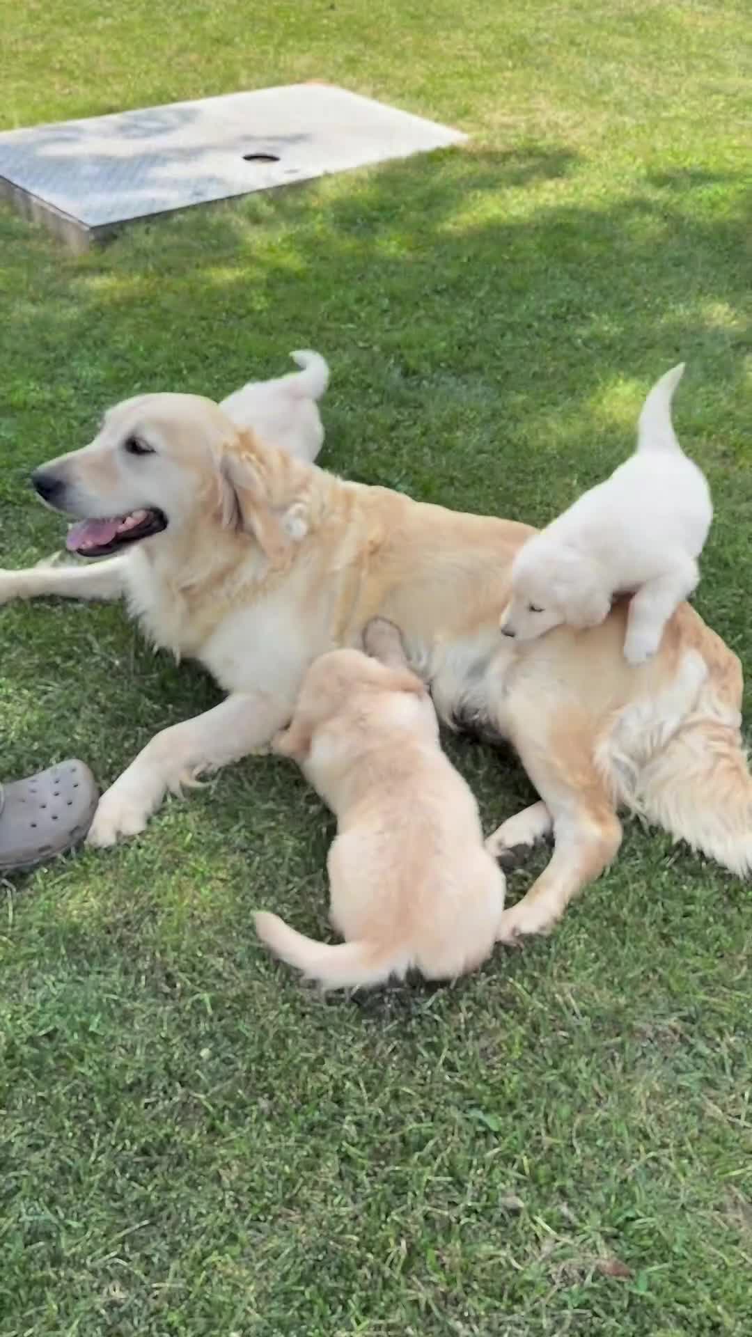 Golden Retriever dogs for sale: Pumpkin - Video 1