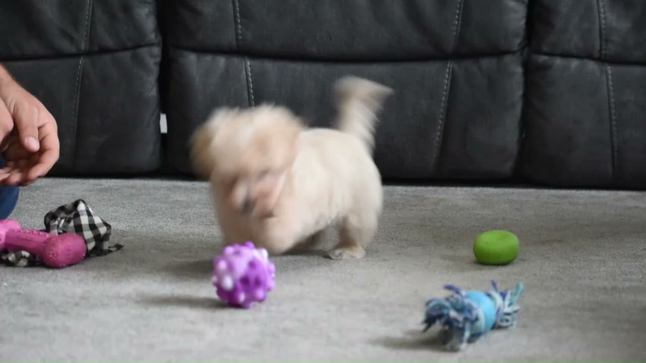 Maltipoo dogs for sale: Melody - Video 1