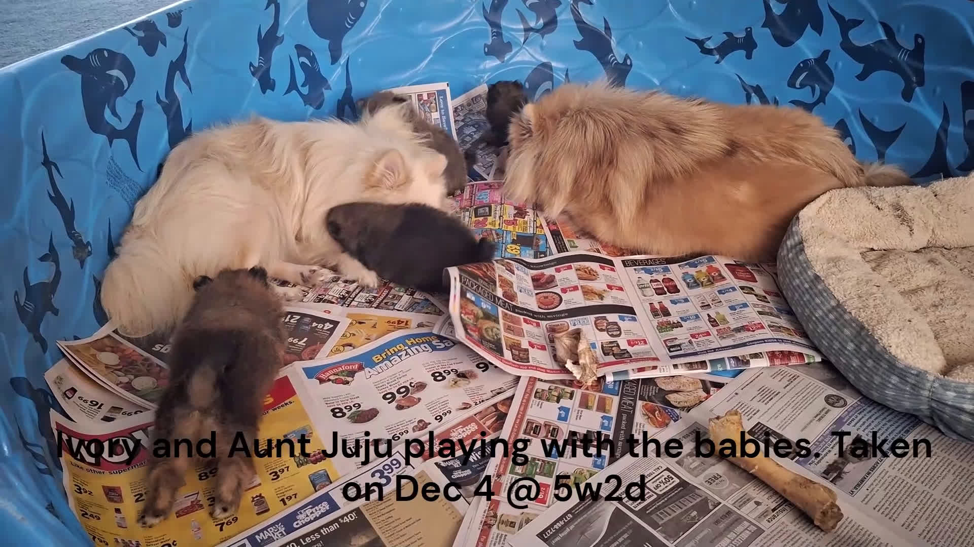 Pomeranian dogs for sale: Pomeranian Puppy 2 - Video 3