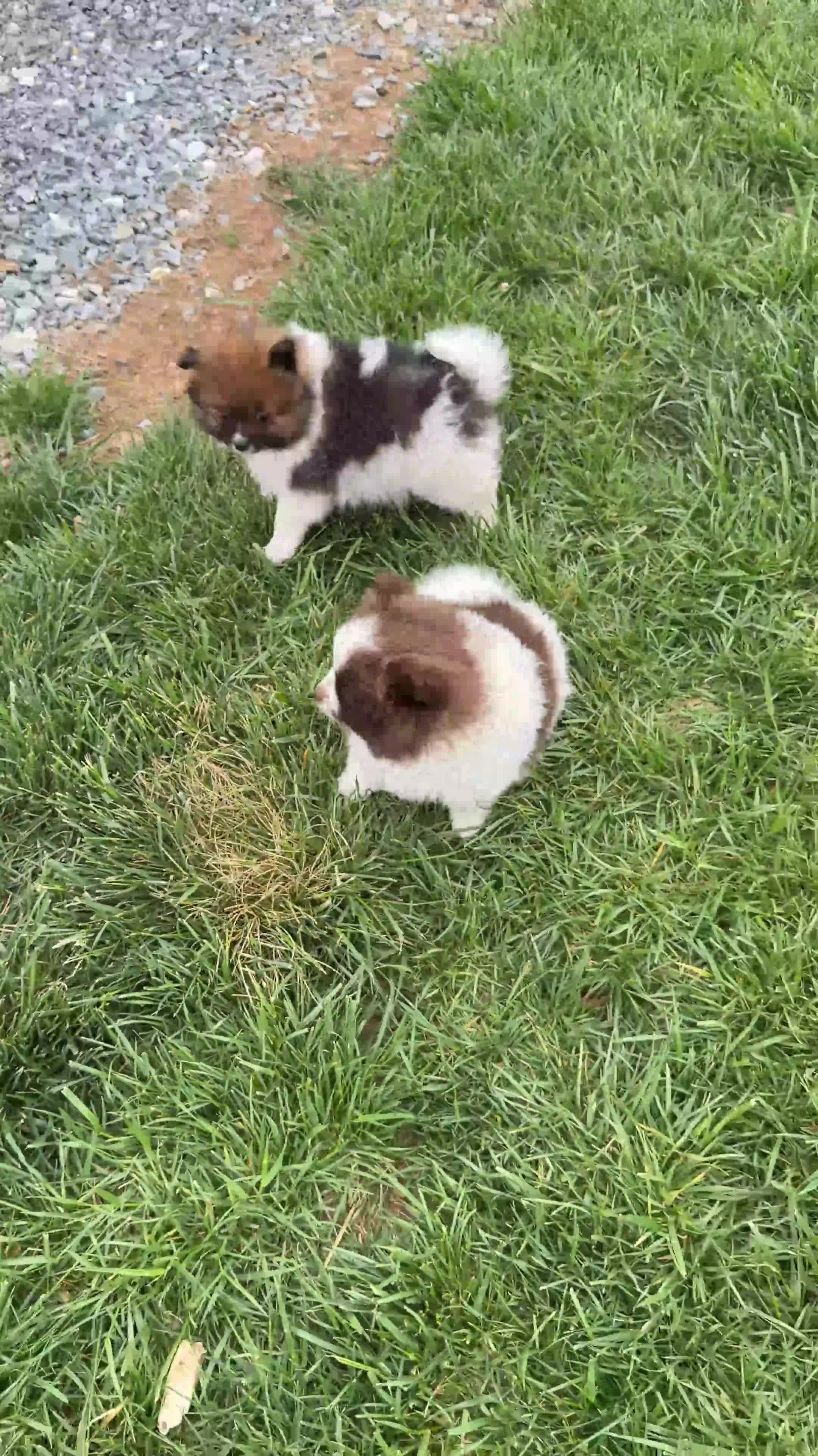 Pomeranian dogs for sale: Ranger - Video 1