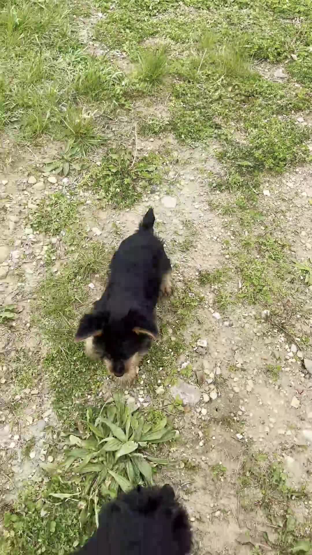 Yorkshire Terrier dogs for sale: Zeke - Video 1