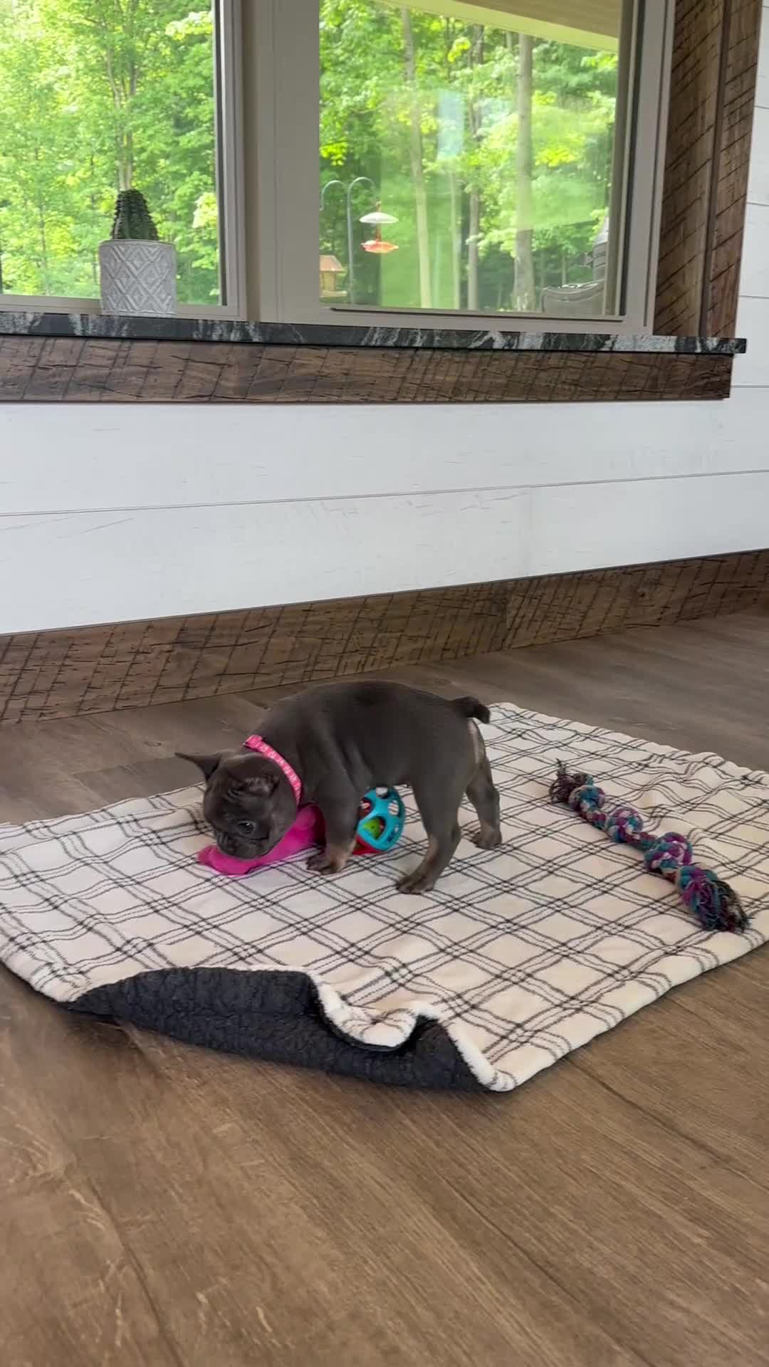 French Bulldog dogs for sale: Sena - Video 3