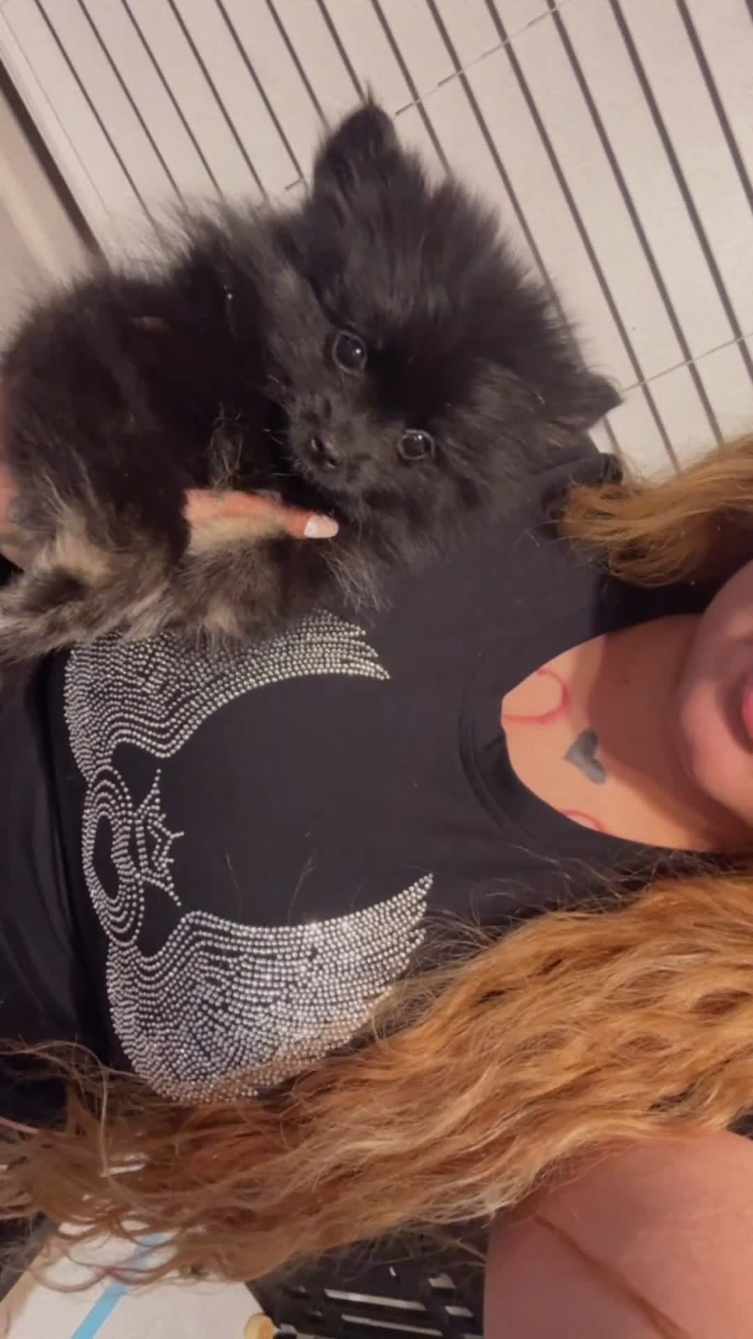 Pomeranian dogs for sale: Channel - Video 1