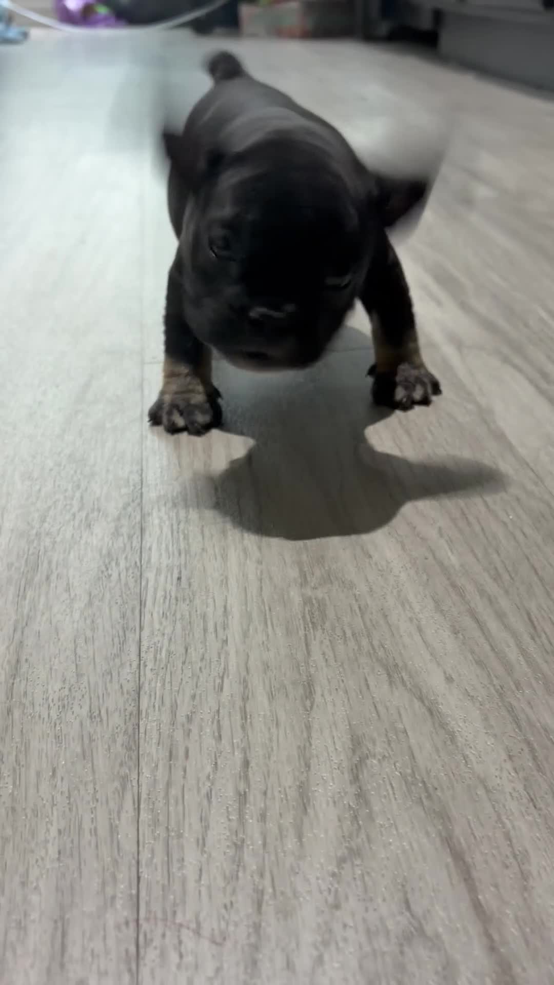 American Bully dogs for sale: American Bully 5 - Video 3