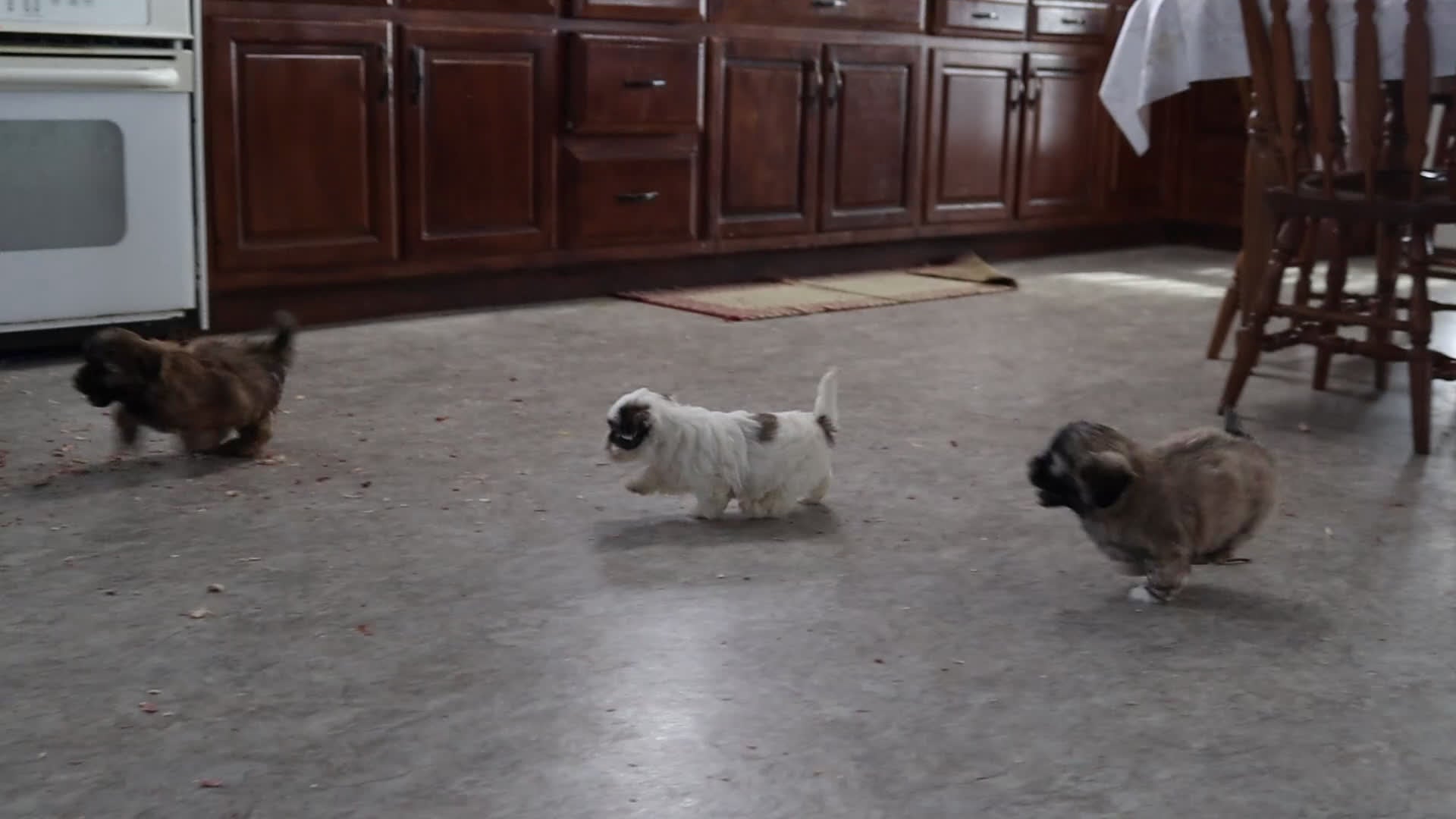 Teddy Bear dogs for sale: Russell - Video 1