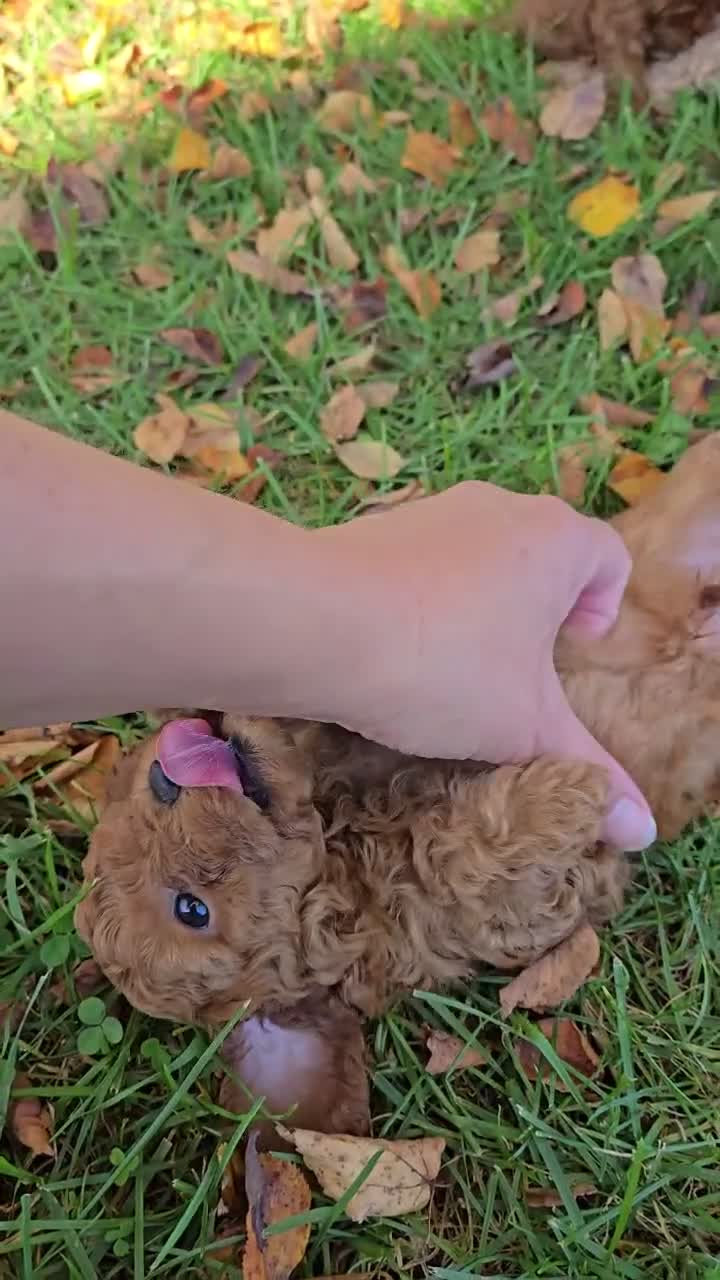 Cavapoo dogs for sale: Milo - Video 1