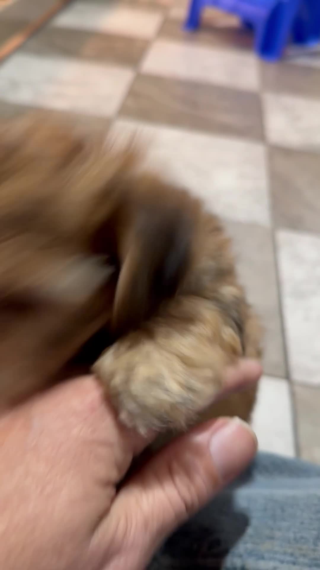 Yochon dogs for sale: Polly - Video 1