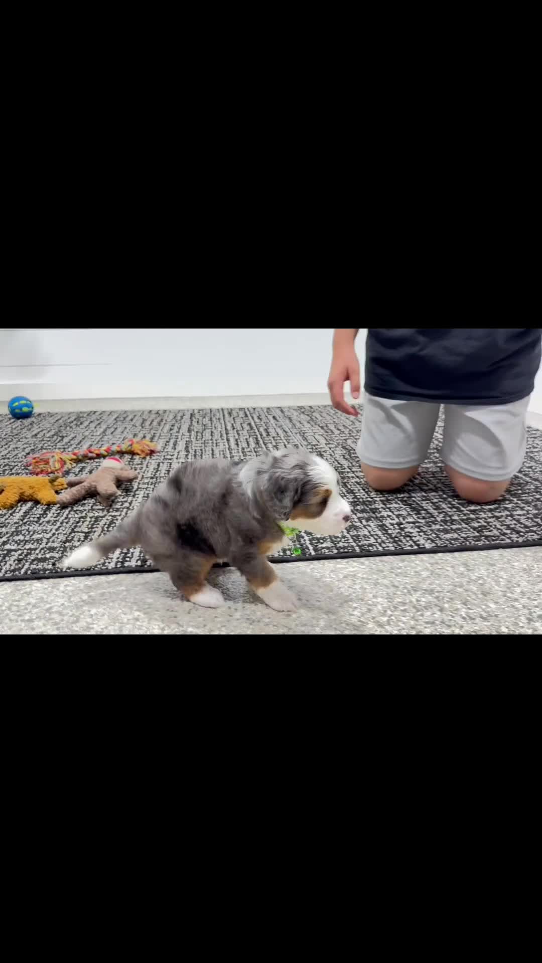 Mini Bernedoodle dogs for sale: Bruno   ❤️F1b - Video 1