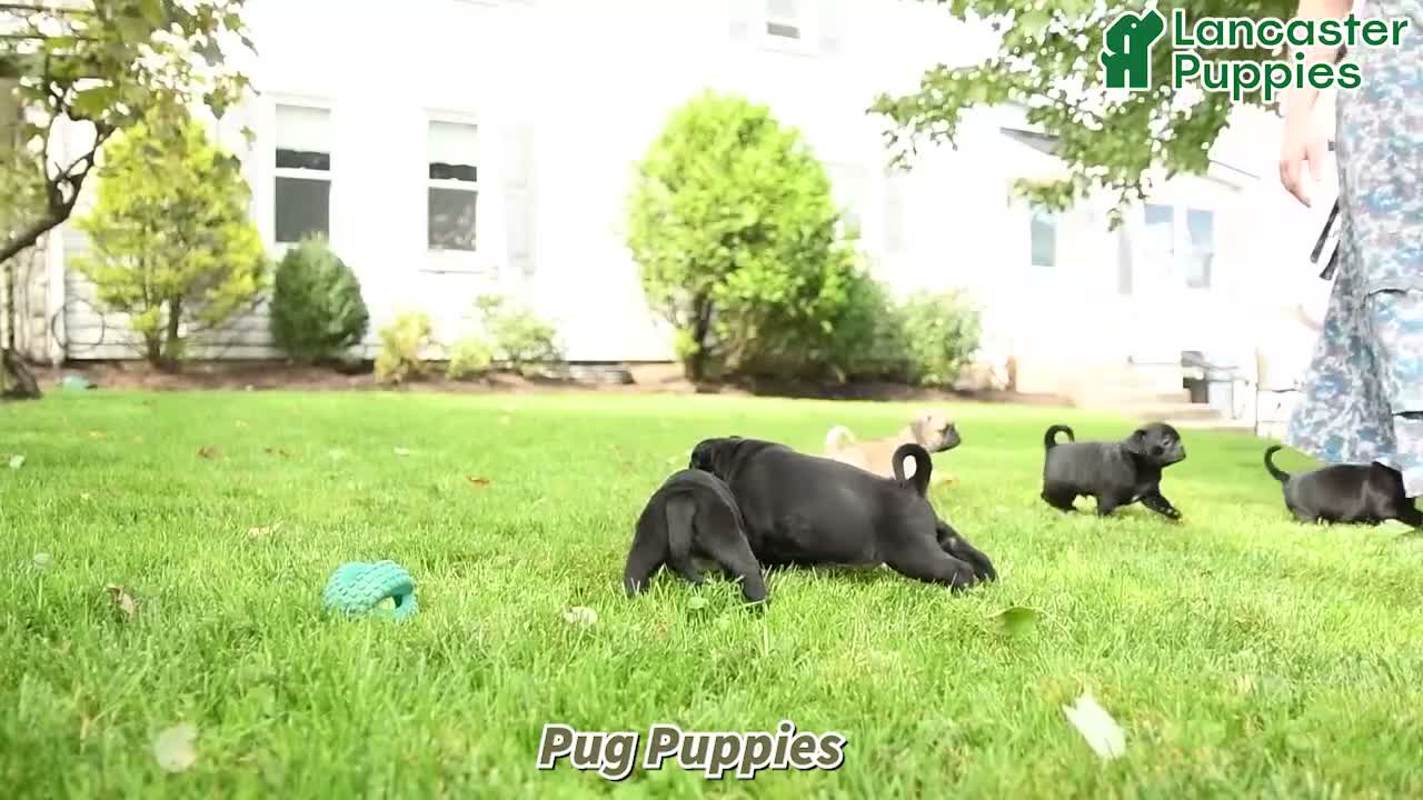 Pug dogs for sale: Bubbles - Video 1