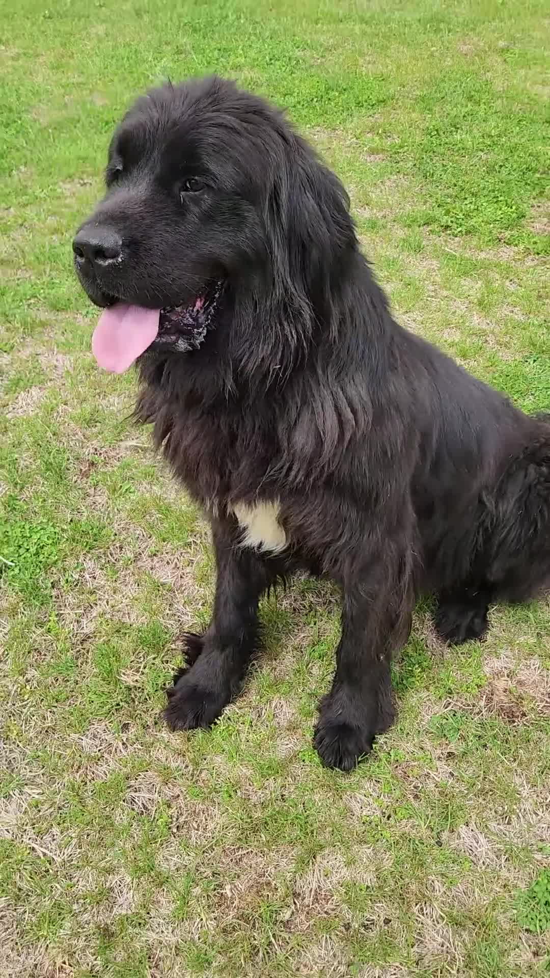 Newfoundland dogs for sale: Newfoundland Puppy 1 - Video 1
