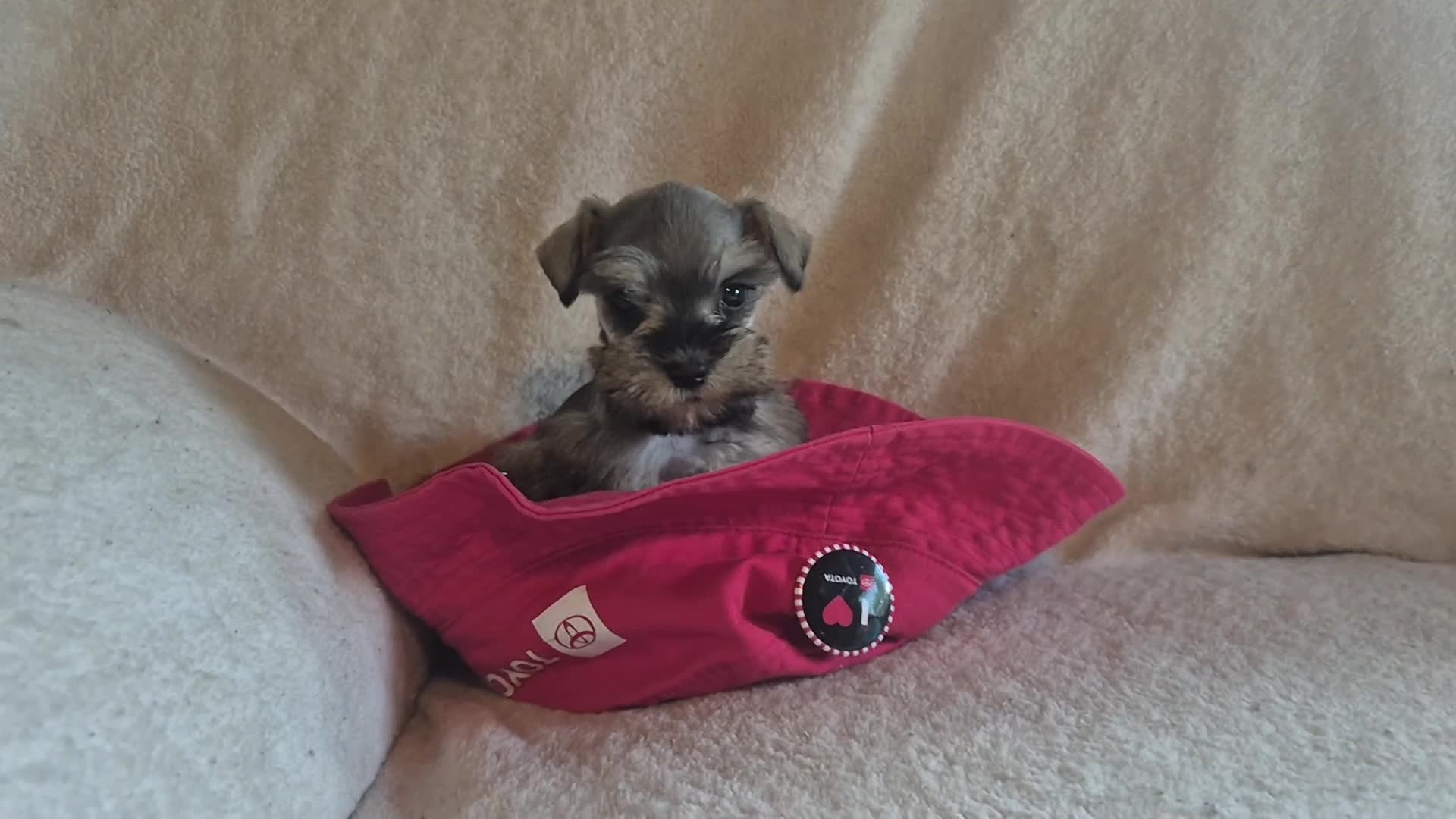 Miniature Schnauzer dogs for sale: Molly - Video 2