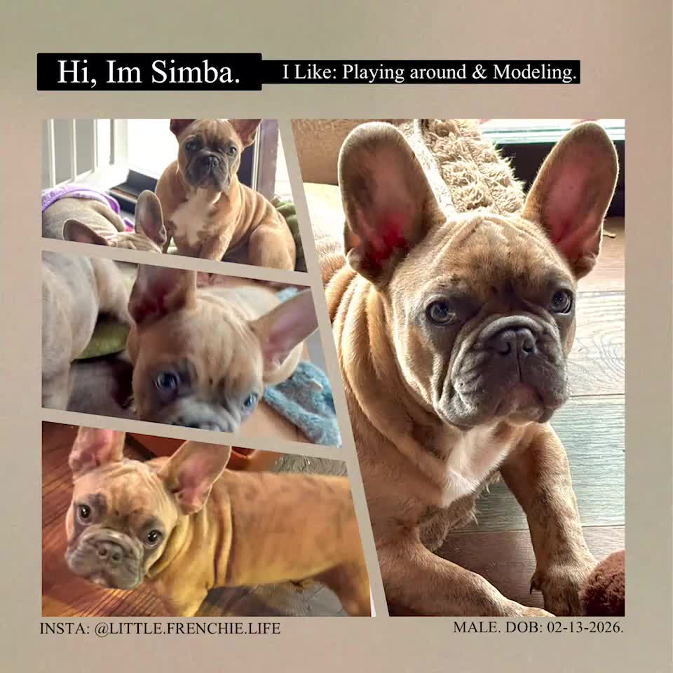 Frenchton dogs for sale: Simba - Video 1