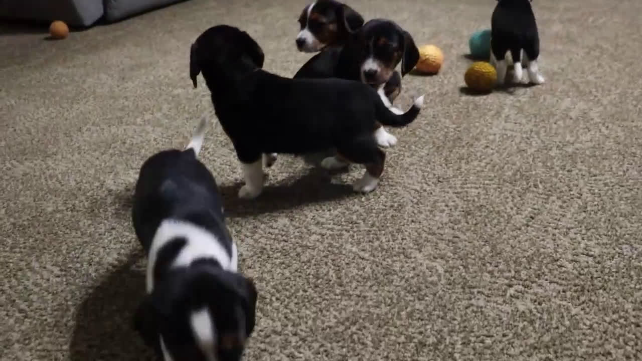 Beagle dogs for sale: Nutmeg - Video 3