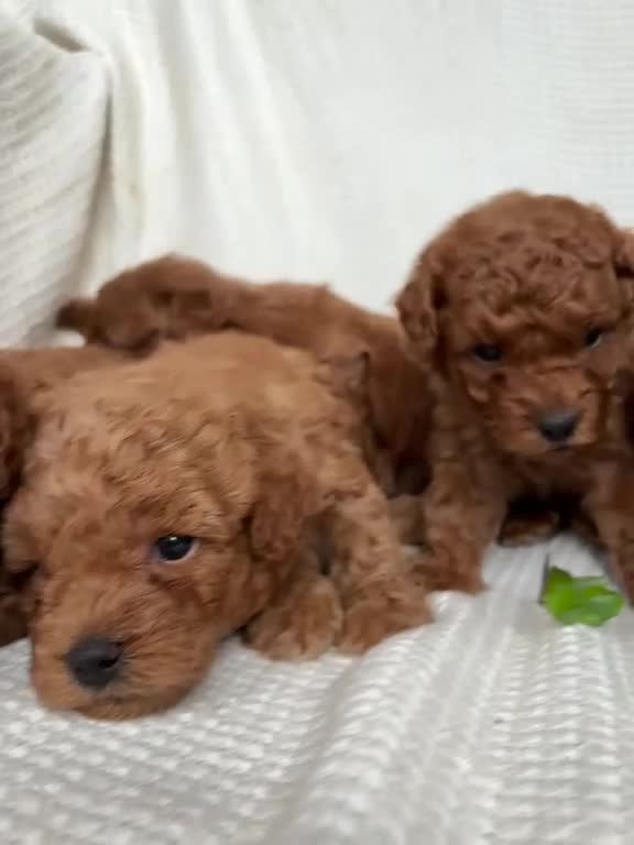Mini Goldendoodle dogs for sale: Mini Goldendoodle 2 - Video 1