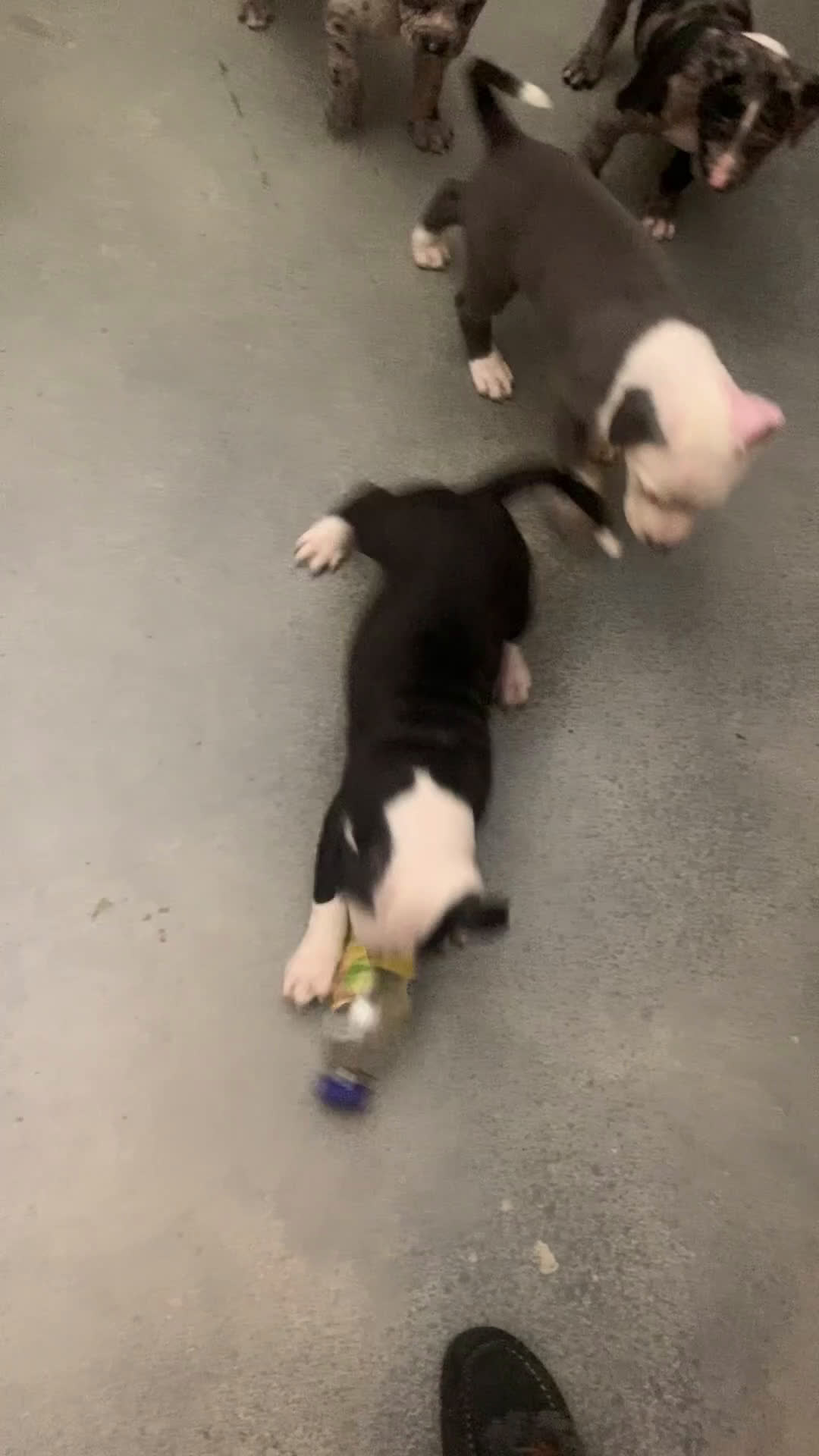 Mixed Breed dogs for sale: Nipper - Video 1