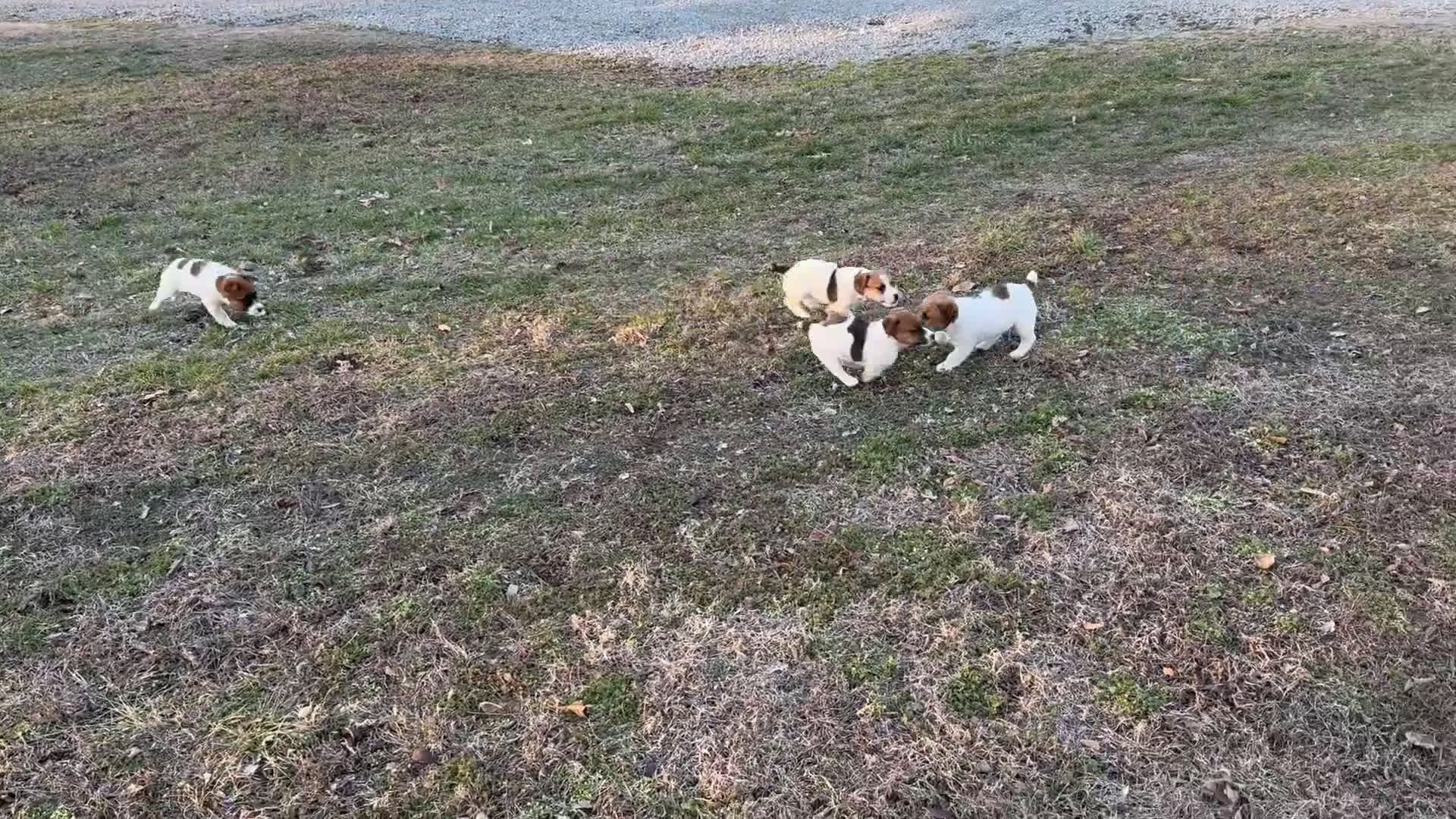 Jack Russell Terrier dogs for sale: Mia Puppy 3 - Video 2