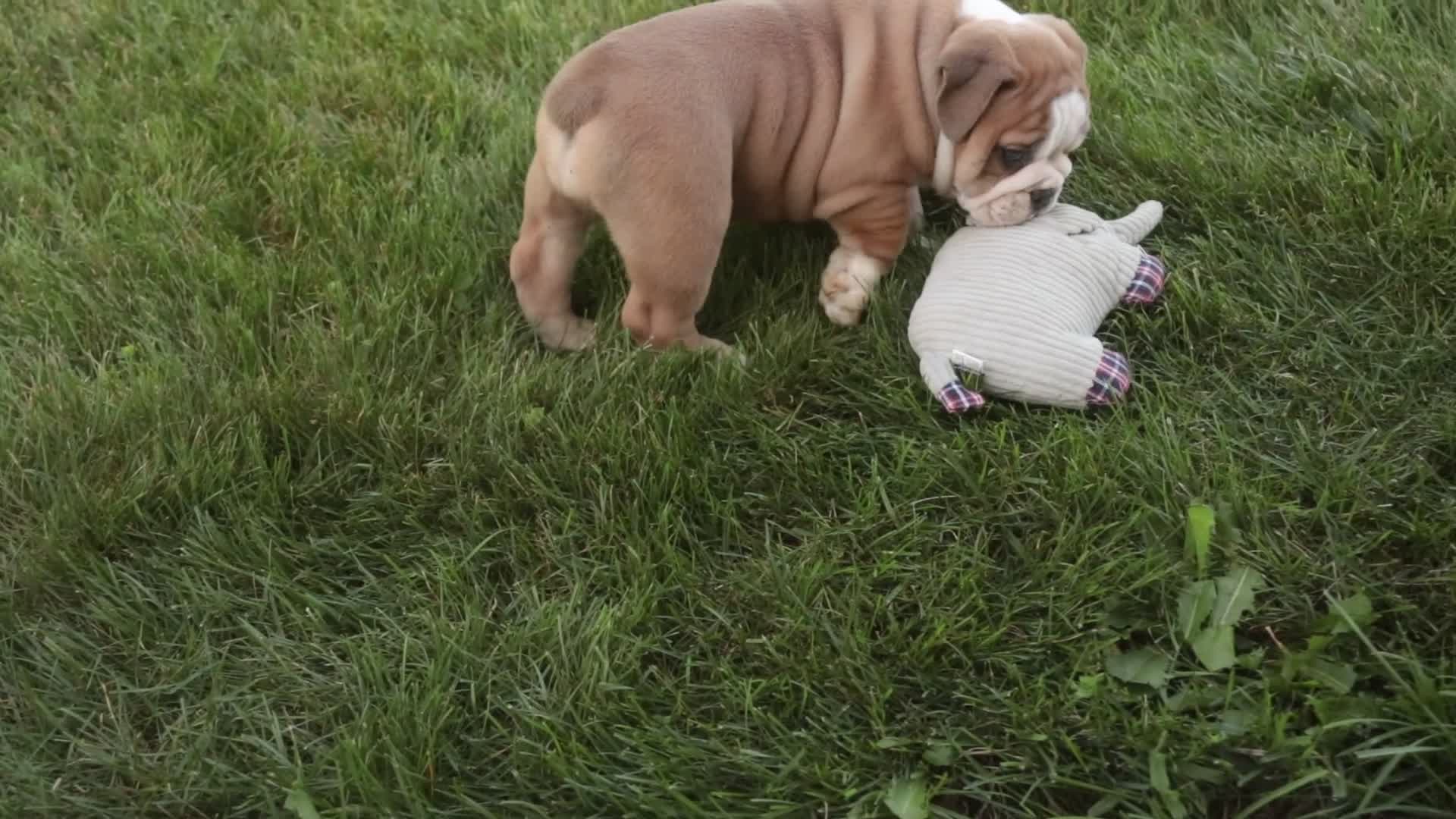 Mixed Breed dogs for sale: Dream Victorian Bulldog - Video 2