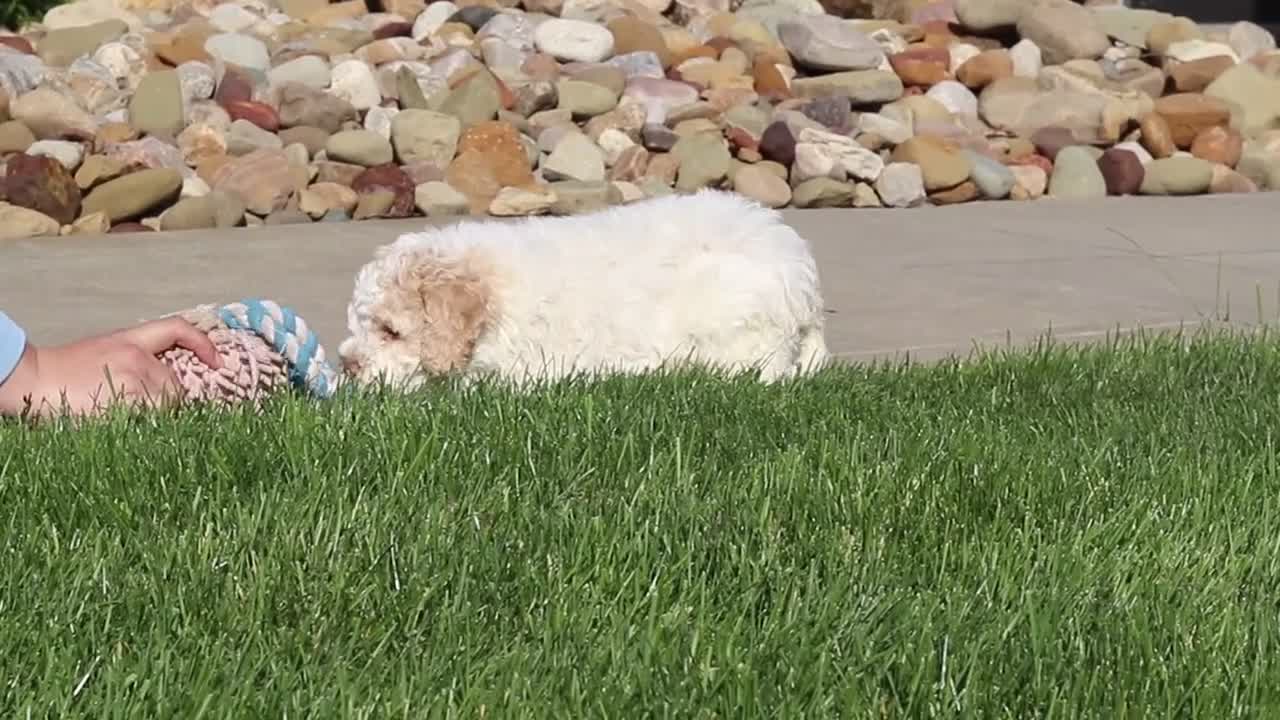 Lagotto Romagnolo dogs for sale: Kaylee - Video 2