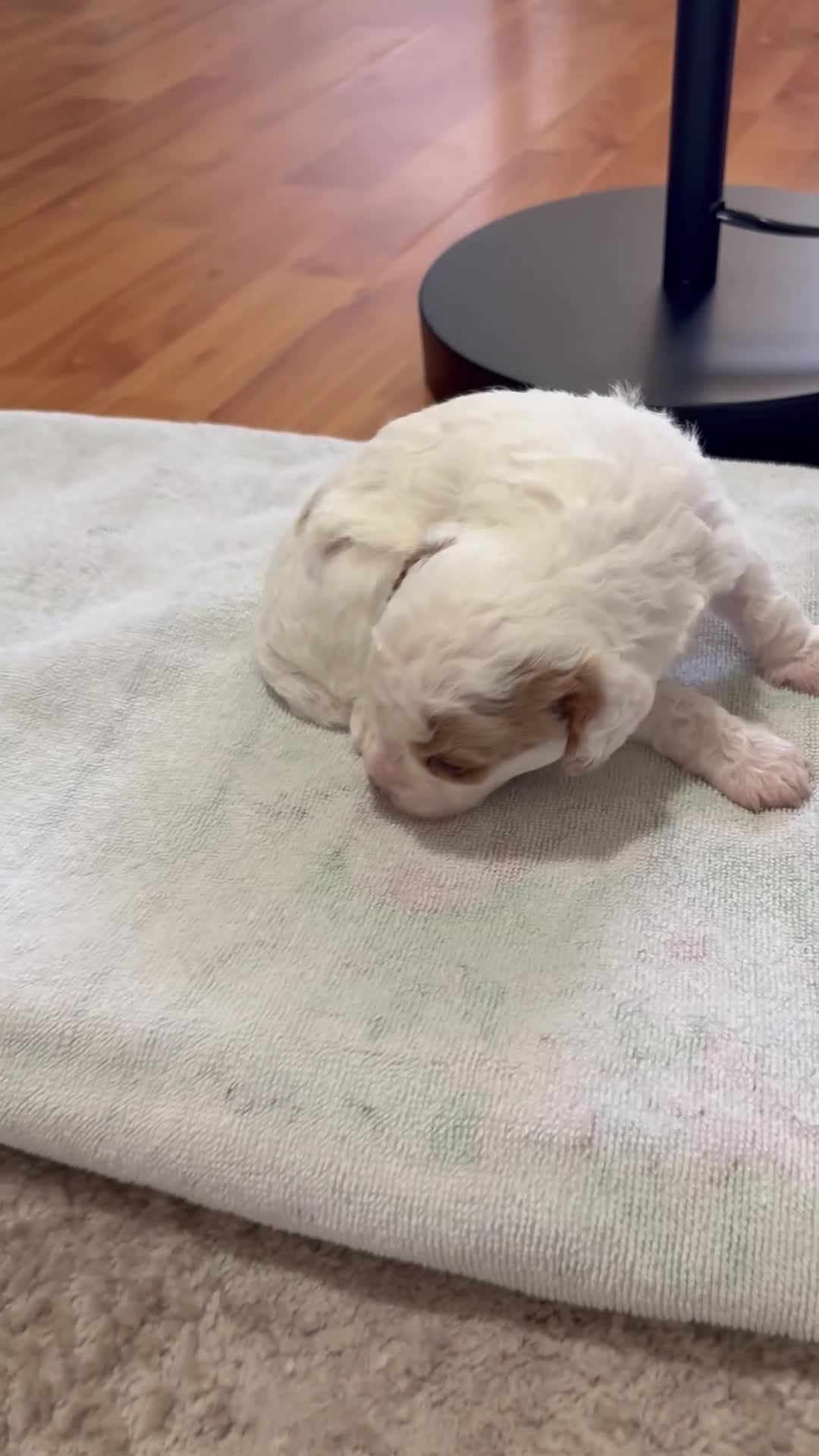 Cavapoo dogs for sale: Peanut - Video 1
