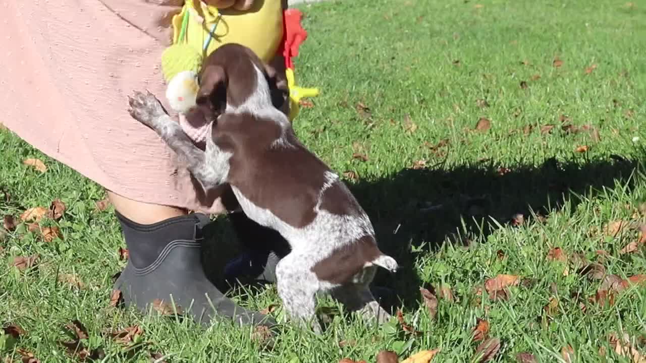 German Shorthaired Pointer dogs for sale: Annie - Video 1
