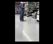 Mini Sheepadoodle dogs for sale: Rosalie - Video 2