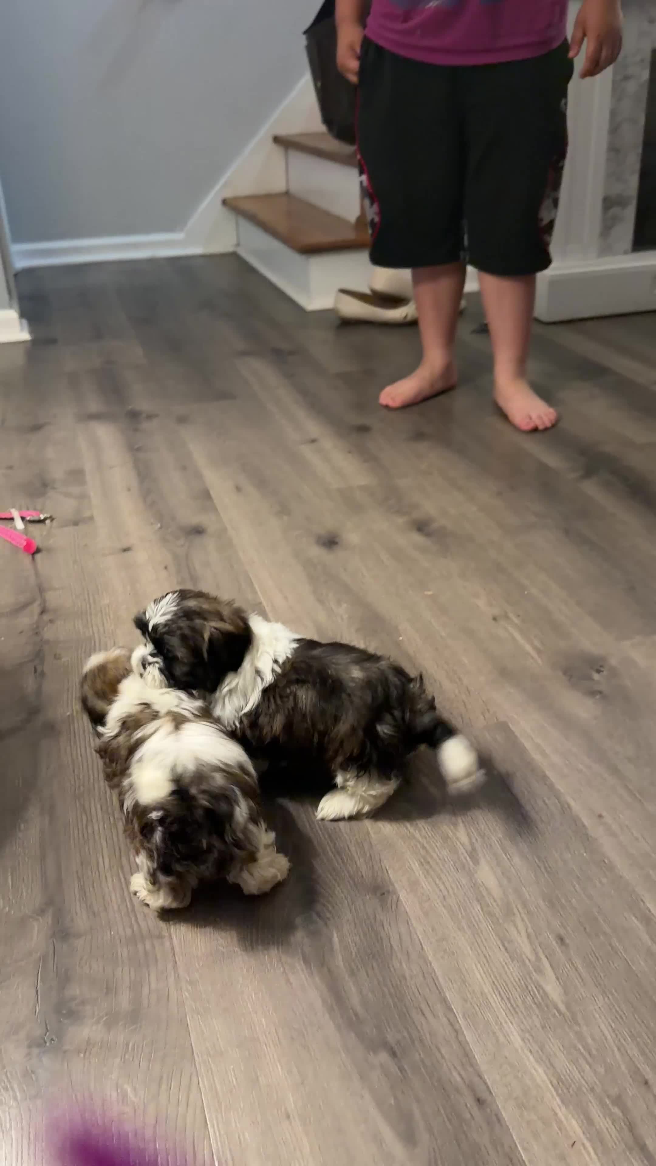 Shih Tzu dogs for sale: Coby  - Video 2