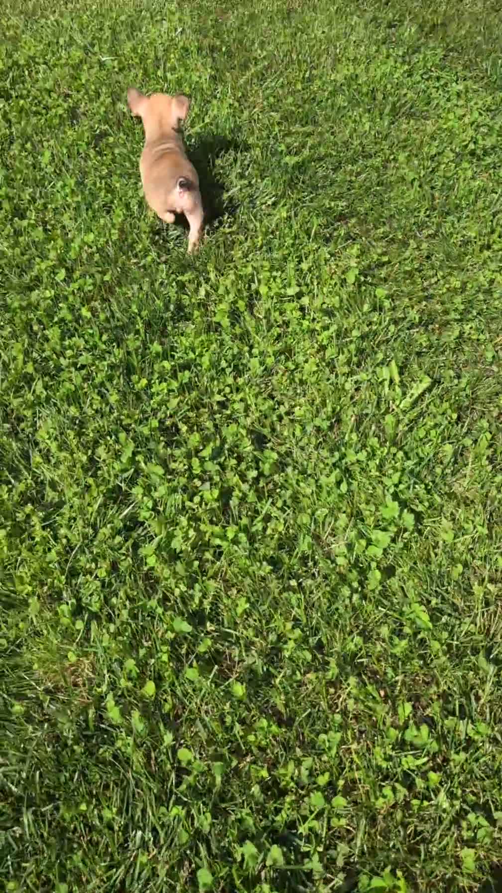 French Bulldog dogs for sale: Xander - Video 1