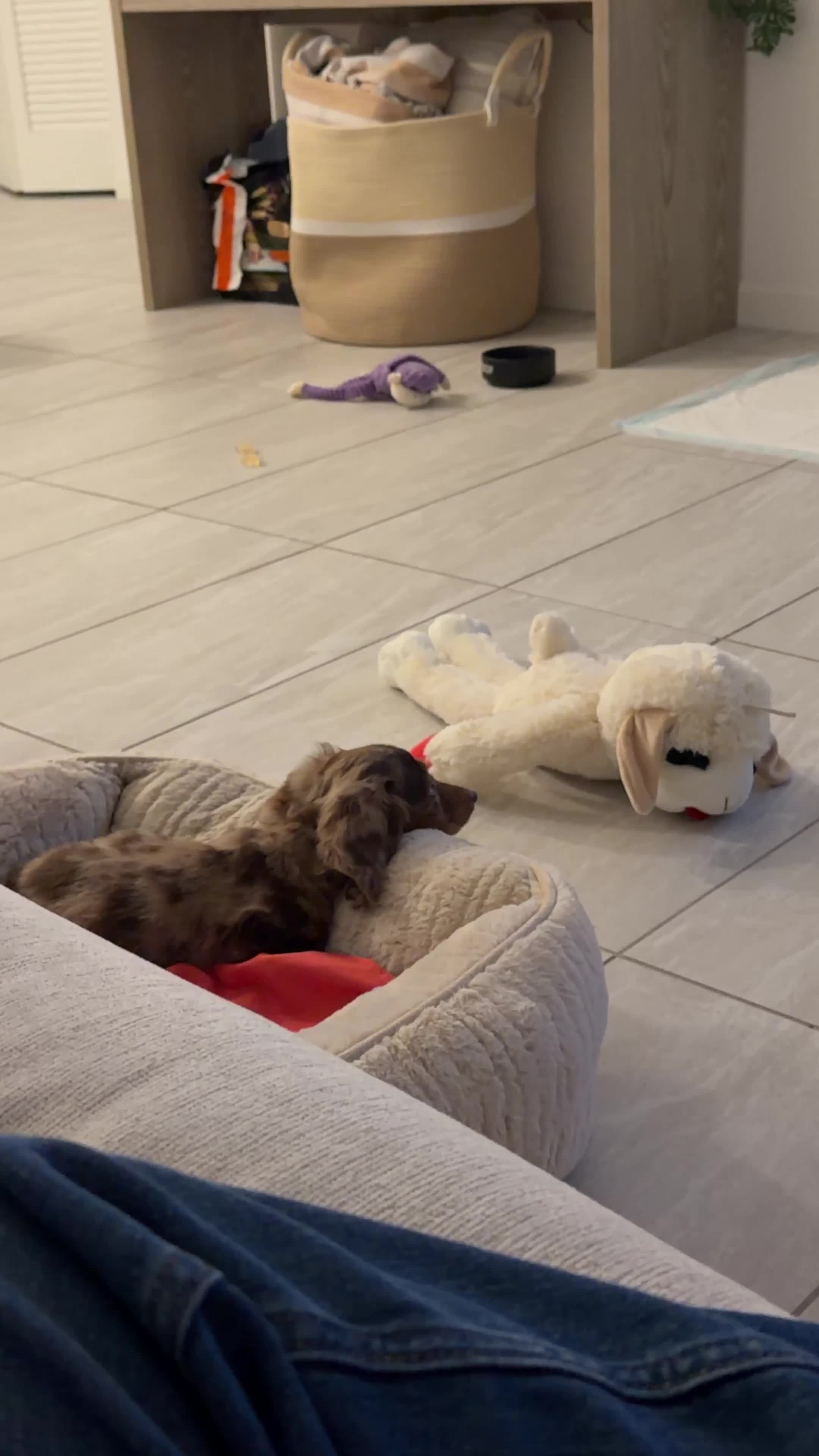 Miniature Dachshund dogs for sale: Miniature Long Haired Dapple Dachshund  - Video 3