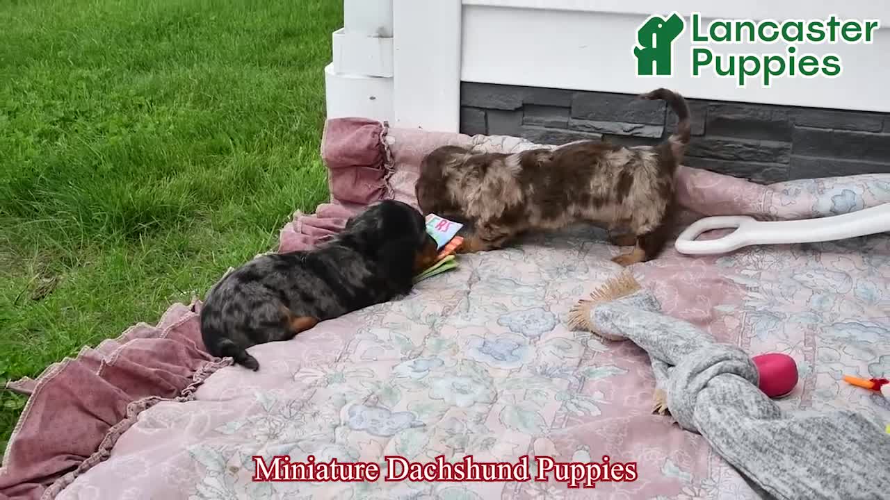 Miniature Dachshund dogs for sale: Gretel  - Video 1