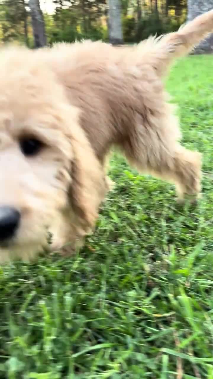 Goldendoodle dogs for sale: Goldendoodle Puppy 1 - Video 1
