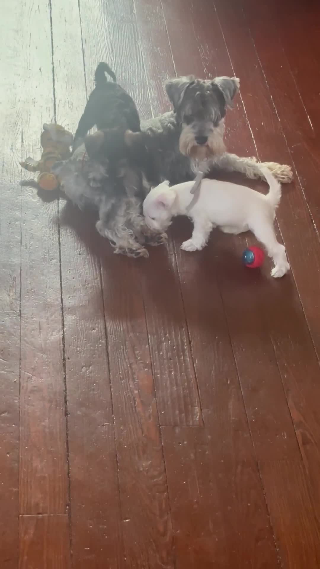 Miniature Schnauzer dogs for sale: Miniature Schnauzer 5 Gojo - Video 1