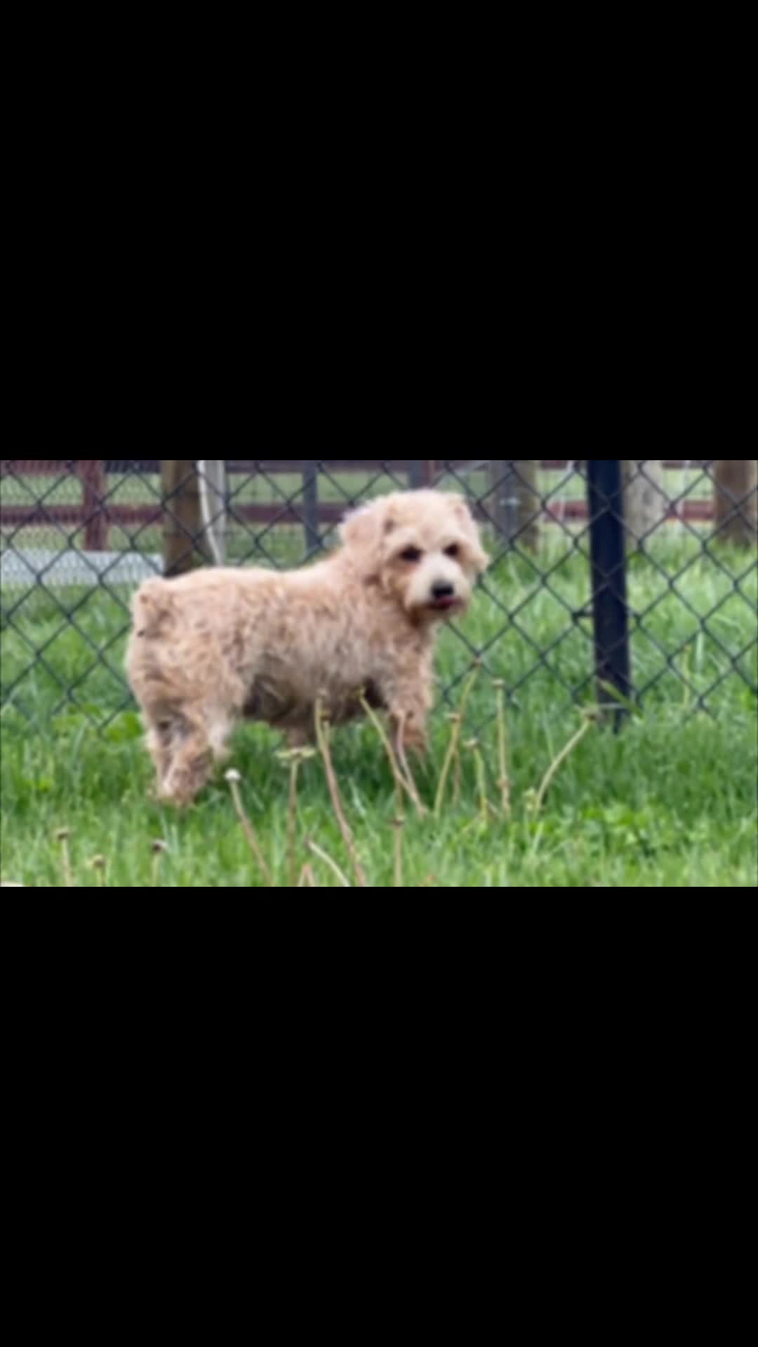 Schnoodle dogs for sale: Emily  - Video 1