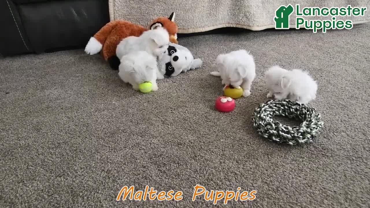 Maltese dogs for sale: Valentine EXTRA SMALL - Video 1