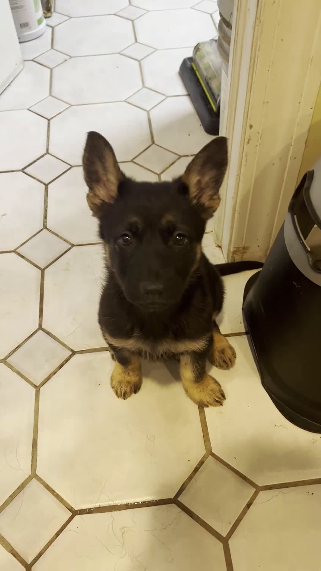 German Shepherd dogs for sale: Bonnie- German Shepherd Puppy  - Video 1