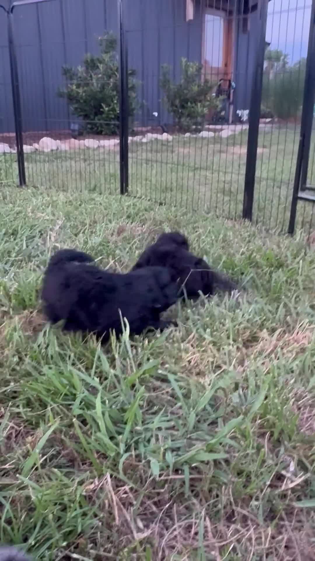 Mini Aussiedoodle dogs for sale: Mini Aussiedoodle Male #2 - Video 1