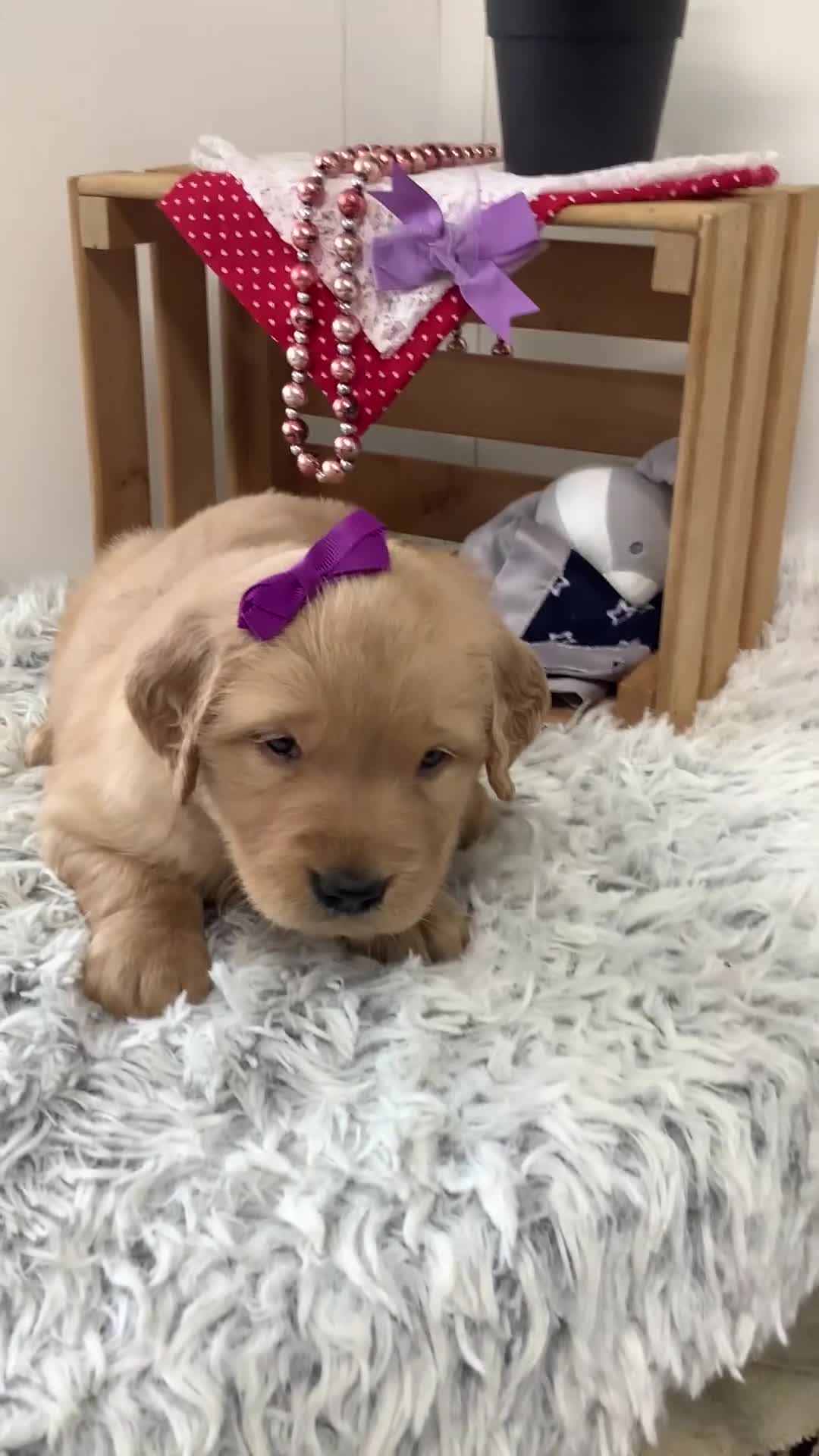 Golden Retriever dogs for sale: Golden Retriever - Kenzie  - Video 1