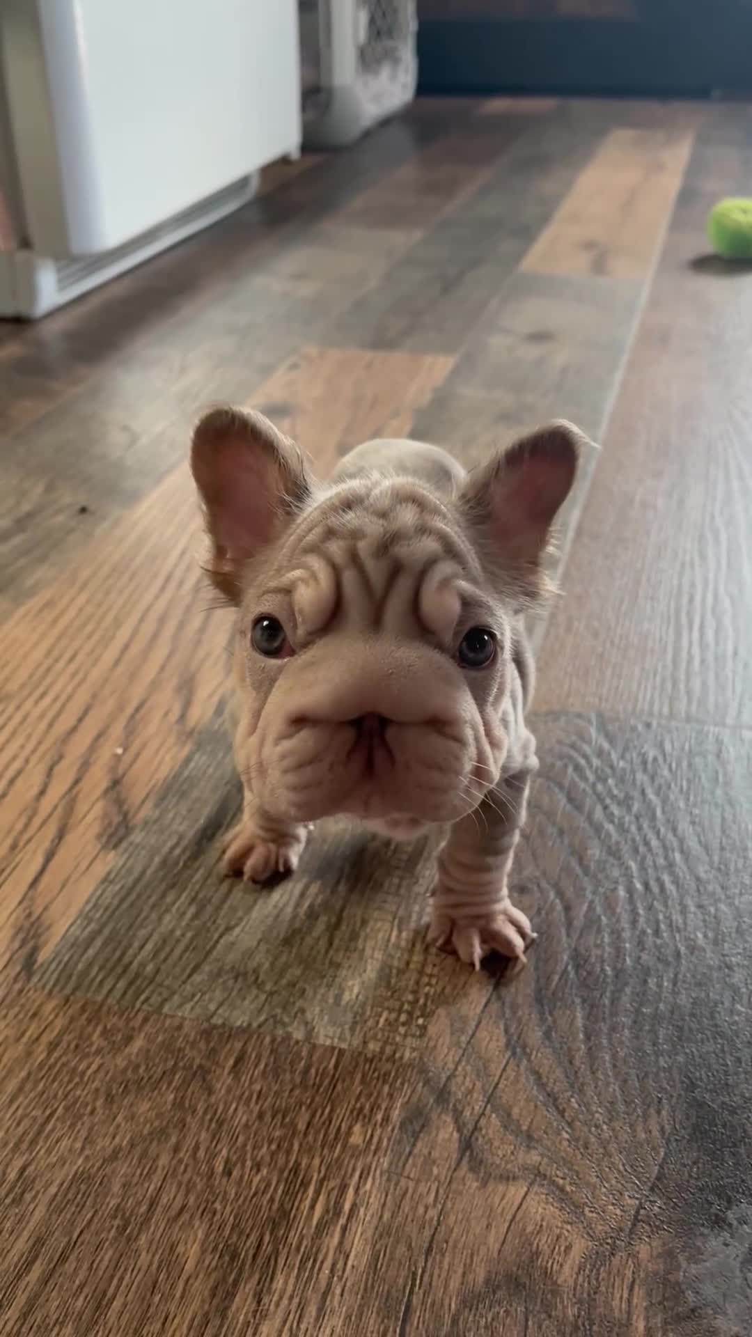 French Bulldog dogs for sale: Lottie - Video 1