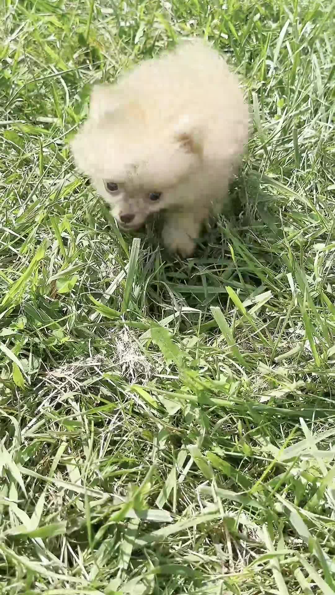 Pomeranian dogs for sale: Tiny toto  - Video 1