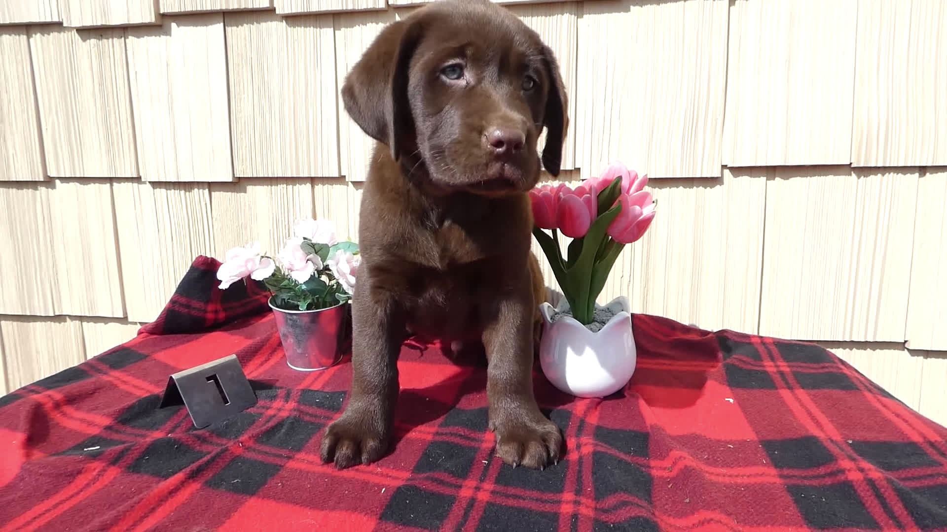 Labrador Retriever dogs for sale: Labrador Retriever Puppy 1 Ronny - Video 1