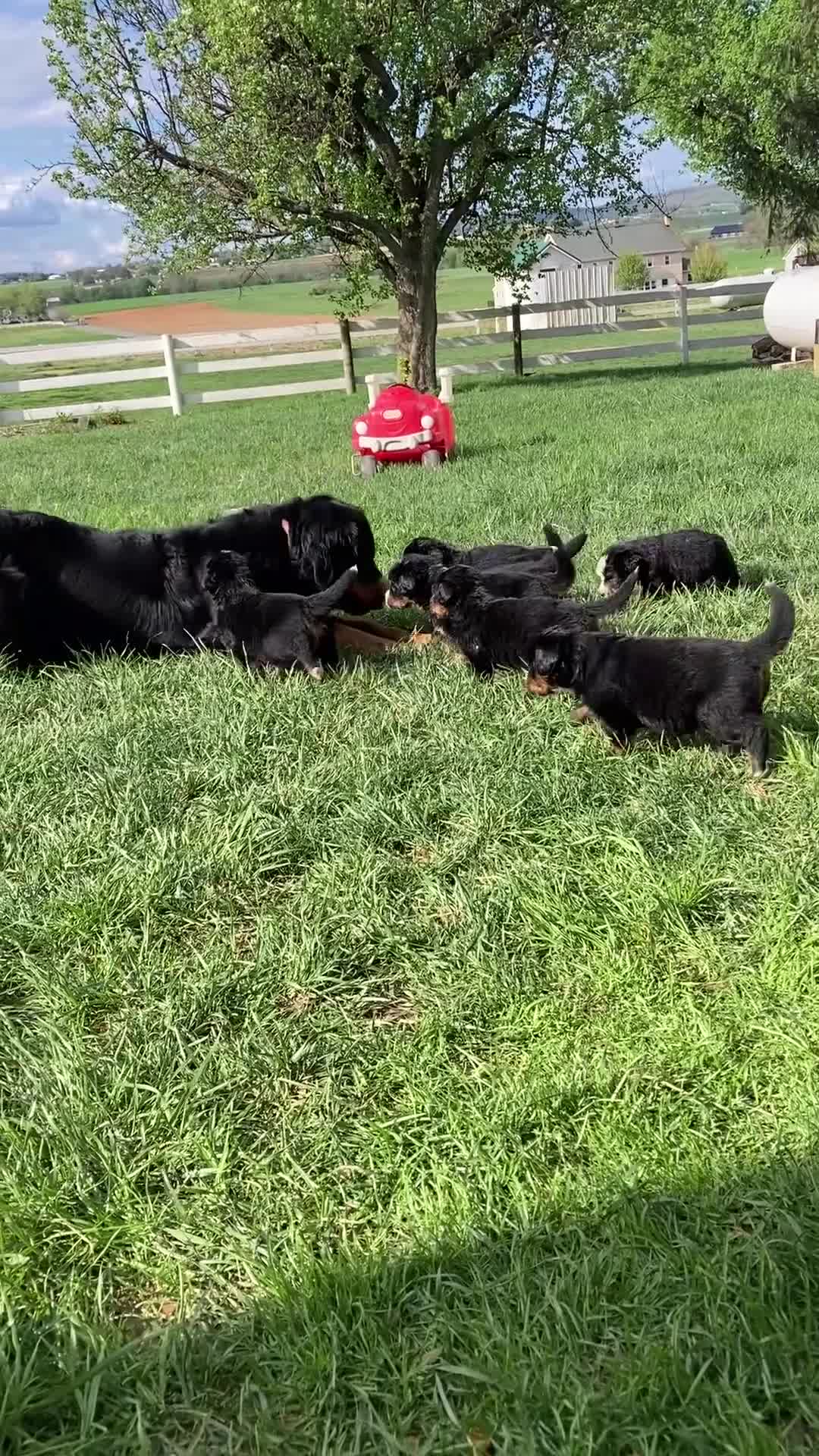 Bernese Mountain Dog dogs for sale: Sicily - Video 1