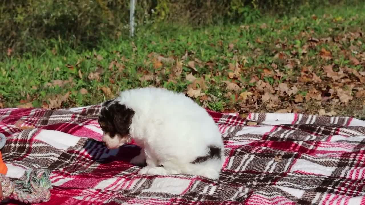 Miniature Poodle dogs for sale: Judd (AKC) - Video 1