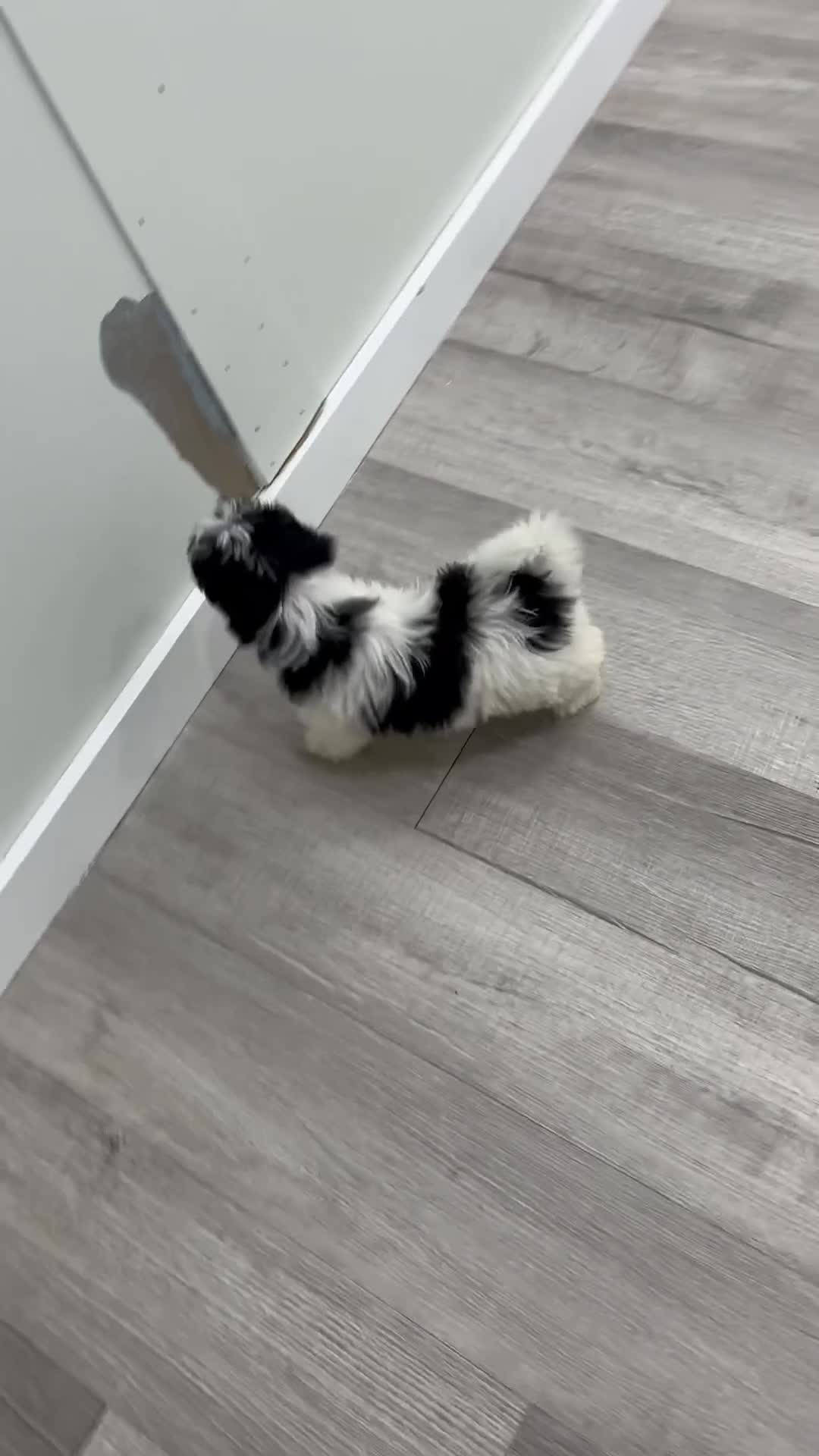 Havanese dogs for sale: Callie - Video 1