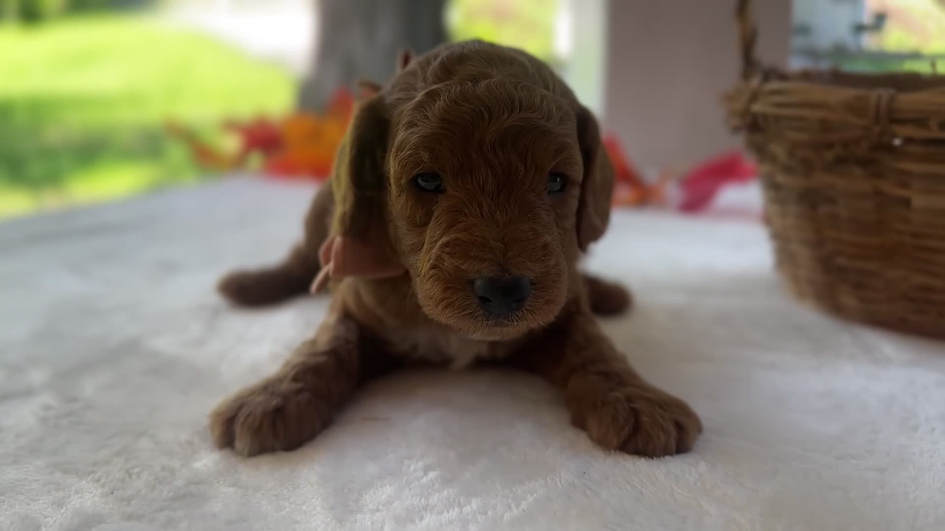 Mini Goldendoodle dogs for sale: Razzle - Video 1