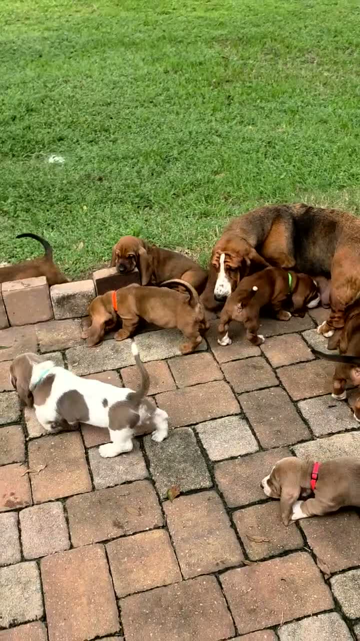 Basset Hound dogs for sale: 💙READY NOW black collar - Video 2