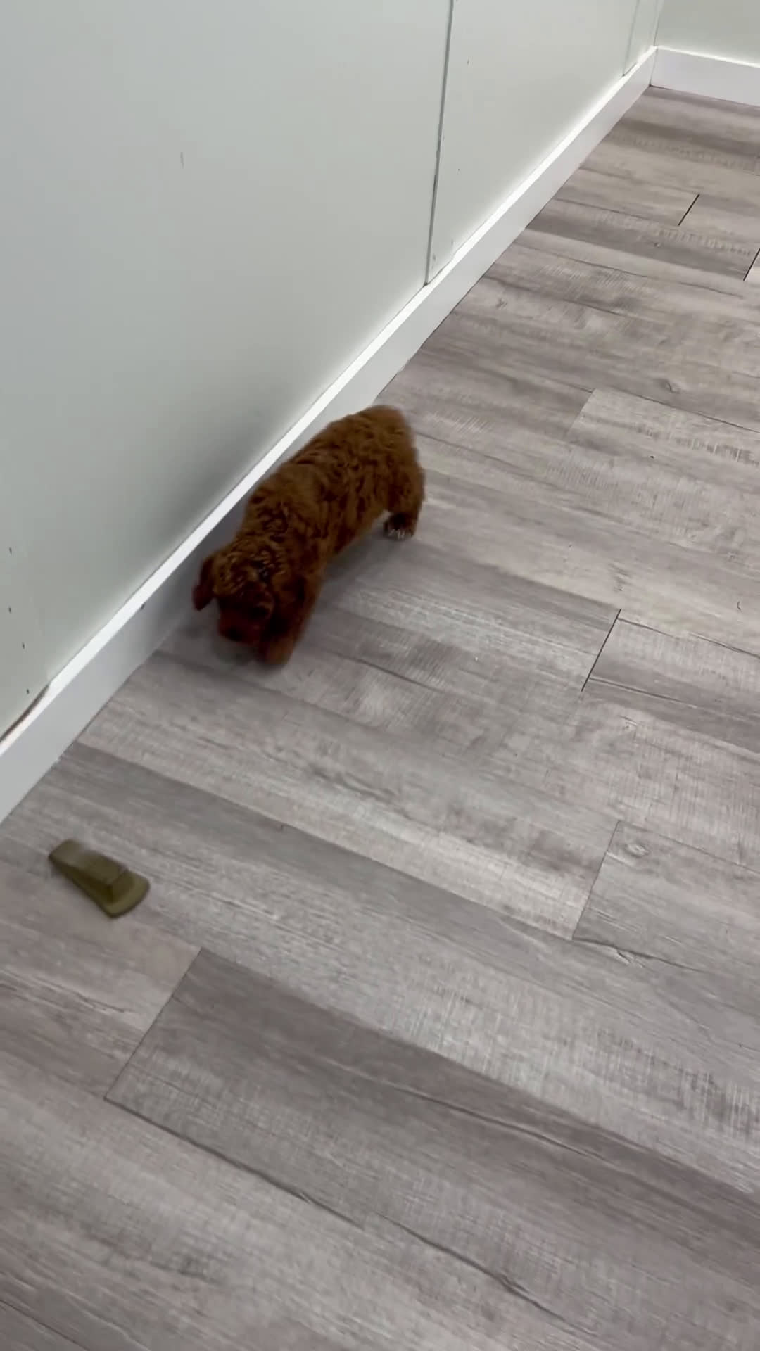 Miniature Poodle dogs for sale: Chloe - Video 1