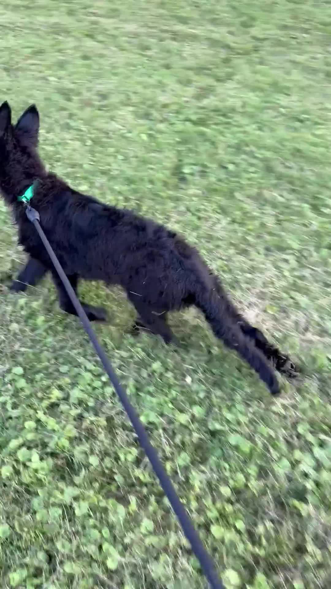 German Shepherd dogs for sale: Aurora  - Video 1