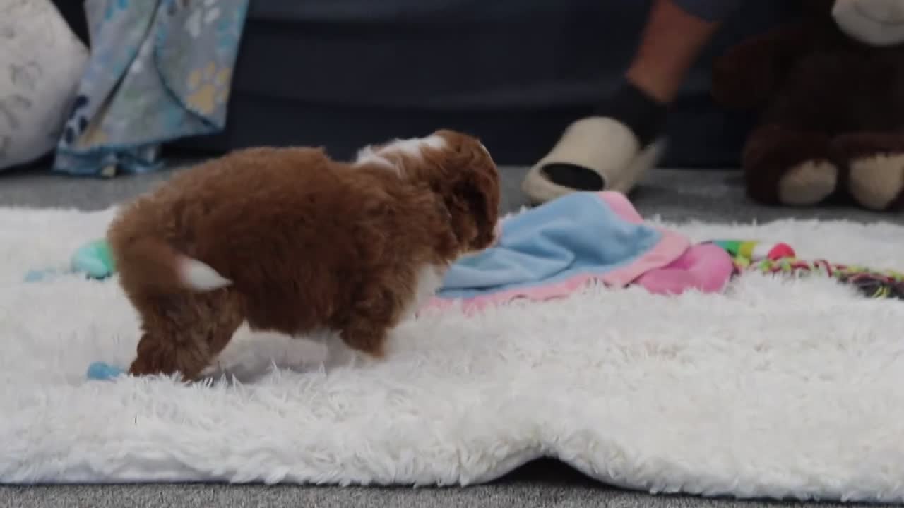 Cavapoo dogs for sale: Goldie - Video 1