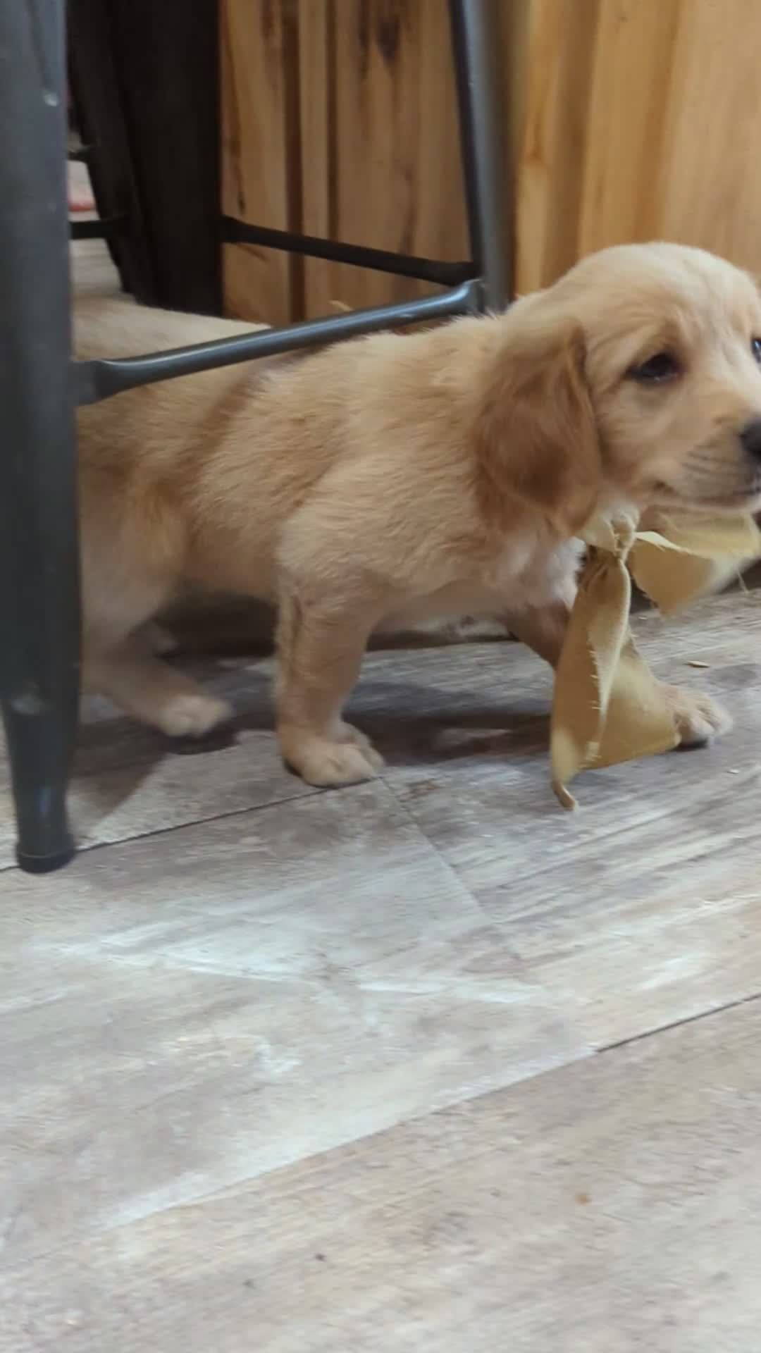 Golden Retriever dogs for sale: Maple - Video 2