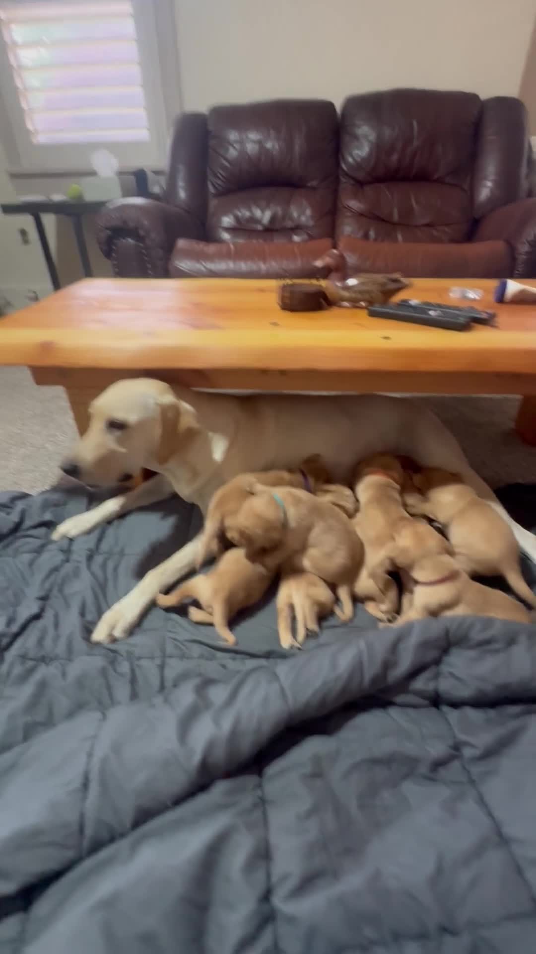 Labrador Retriever dogs for sale: Winchester - Video 1